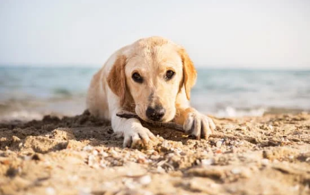 Hundestrände – Ist ein Urlaub mit dem Hund in Kołobrzeg und Umgebung eine gute Idee? Aktueller Stand für das Jahr 2025